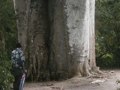 Amin and trunk of ancient baobab
