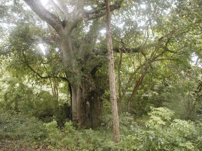 Baobab branches
